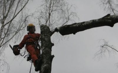 Спил и вырубка деревьев - Ульяновск, цены, предложения специалистов