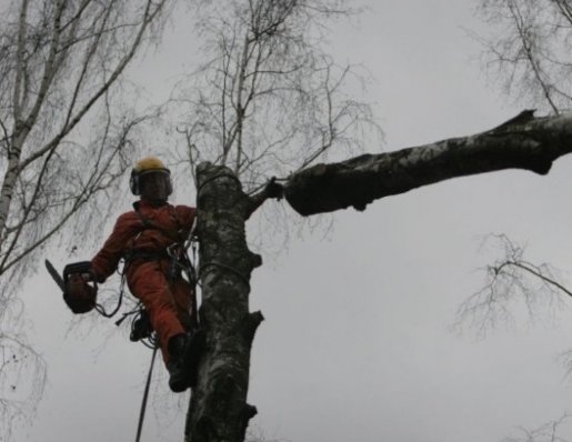 Спил и вырубка деревьев стоимость услуг и где заказать - Ульяновск