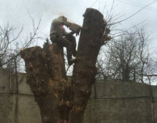 Спил и вырубка деревьев стоимость услуг и где заказать - Ульяновск