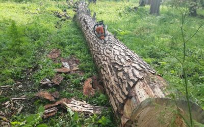 Спил и вырубка деревьев, корчевание пней - Ульяновск, цены, предложения специалистов