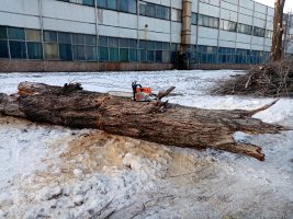 Спил, обрезка деревьев стоимость услуг и где заказать - Ульяновск