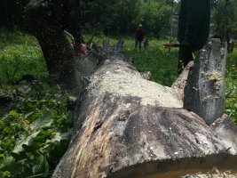 Спил и вырубка деревьев, корчевание пней стоимость услуг и где заказать - Ульяновск